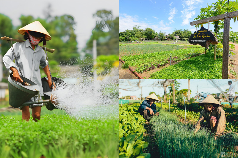 Làng rau Trà Quế